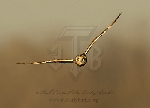 Asio flammeus  SHORT-EARED OWL 6019246