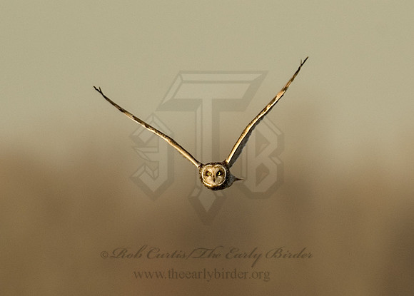 Asio flammeus  SHORT-EARED OWL 6019248