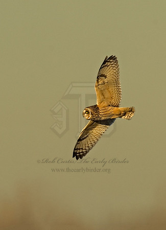 Asio flammeus  SHORT-EARED OWL 6019250