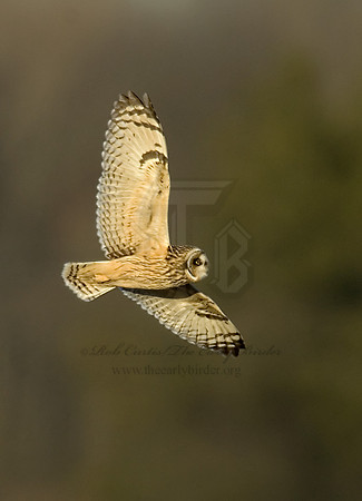 Asio flammeus  SHORT-EARED OWL 6019270