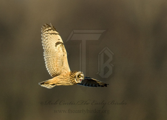 Asio flammeus  SHORT-EARED OWL 6019269