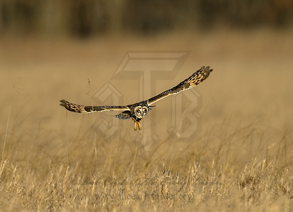 Asio flammeus  SHORT-EARED OWL 6019272