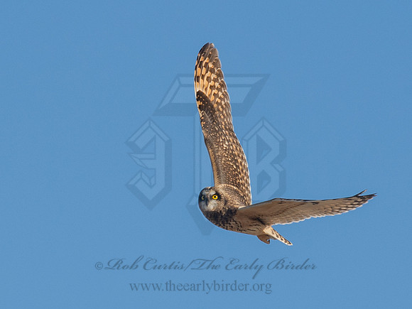 Asio flammeus  SHORT-EARED OWL 6037320