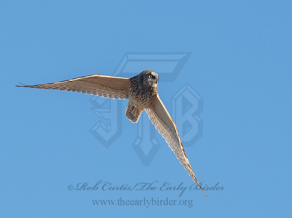 Asio flammeus  SHORT-EARED OWL 6037322