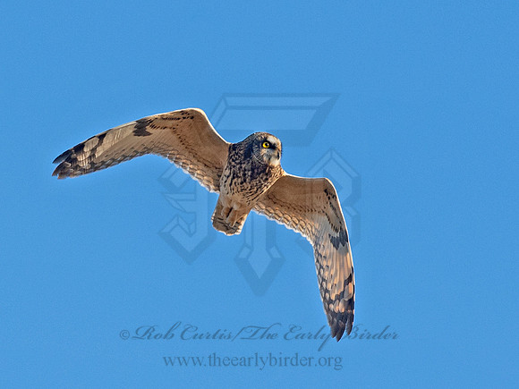 Asio flammeus  SHORT-EARED OWL 6037323