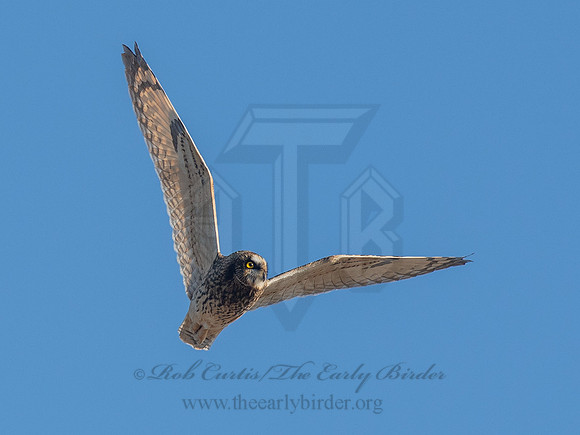 Asio flammeus  SHORT-EARED OWL 6037325