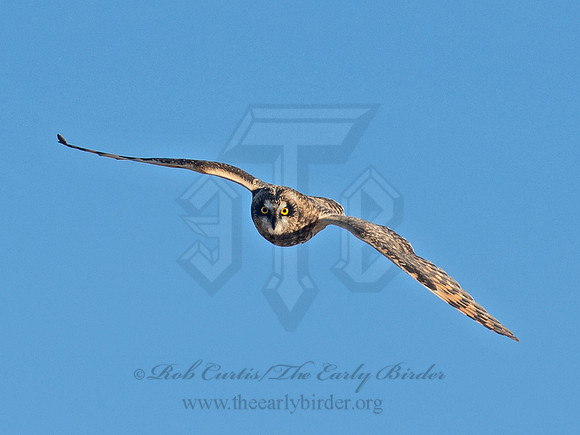 Asio flammeus  SHORT-EARED OWL 6037332