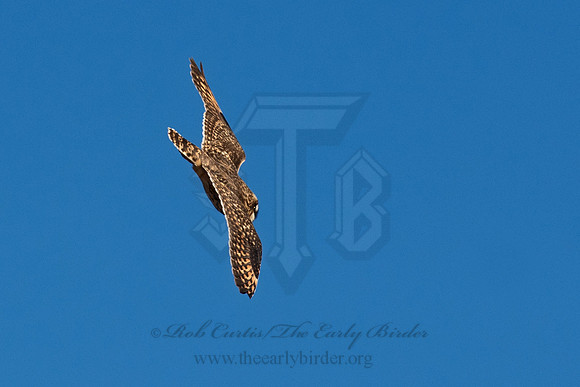 Asio flammeus  SHORT-EARED OWL 6037329