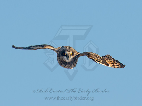 Asio flammeus  SHORT-EARED OWL 6037336