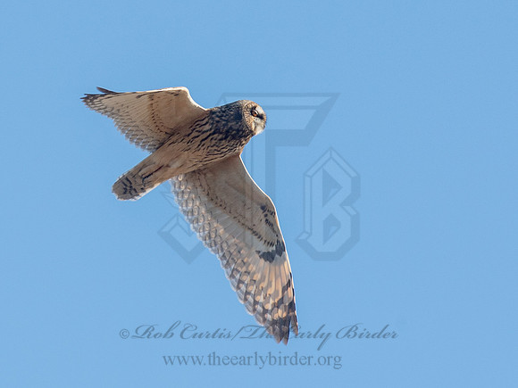 Asio flammeus  SHORT-EARED OWL 6037327