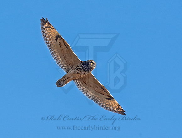 Asio flammeus  SHORT-EARED OWL 6037326