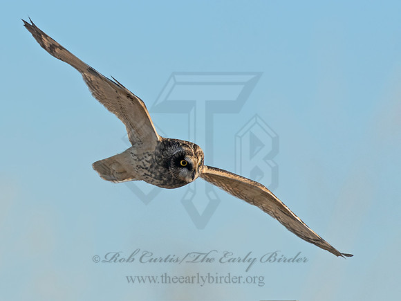 Asio flammeus  SHORT-EARED OWL 6037340