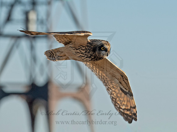 Asio flammeus  SHORT-EARED OWL 6037344