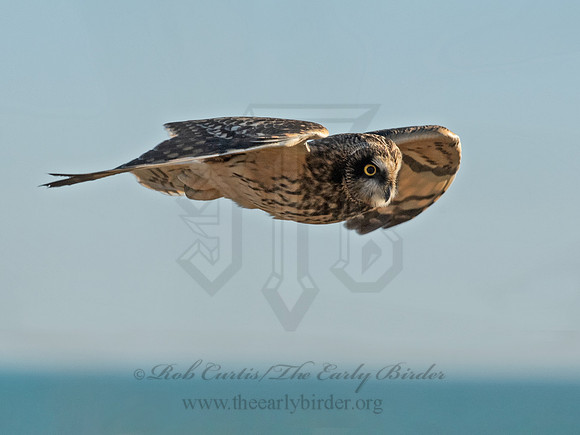 Asio flammeus  SHORT-EARED OWL 6037346