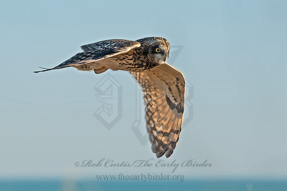 Asio flammeus  SHORT-EARED OWL 6037345