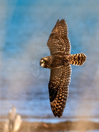 Asio flammeus  SHORT-EARED OWL 6037349