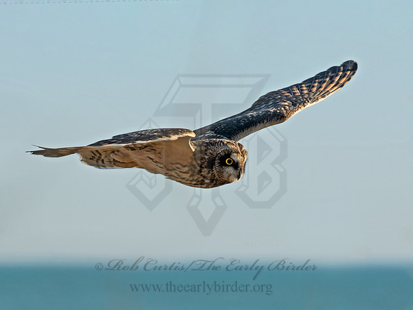 Asio flammeus  SHORT-EARED OWL 6037347