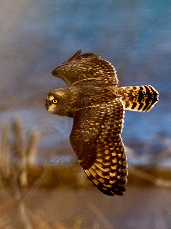 Asio flammeus  SHORT-EARED OWL 6037351