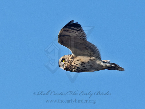 Asio flammeus  SHORT-EARED OWL 6037366