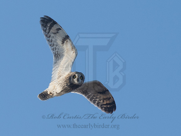 Asio flammeus  SHORT-EARED OWL 6037367