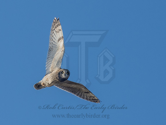 Asio flammeus  SHORT-EARED OWL 6037368