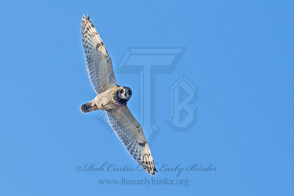 Asio flammeus  SHORT-EARED OWL 6037369