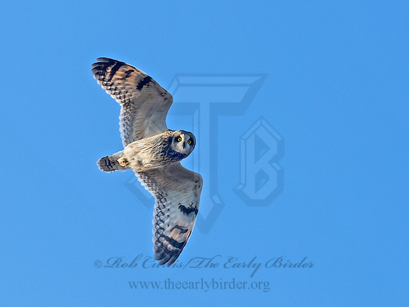 Asio flammeus  SHORT-EARED OWL 6037371