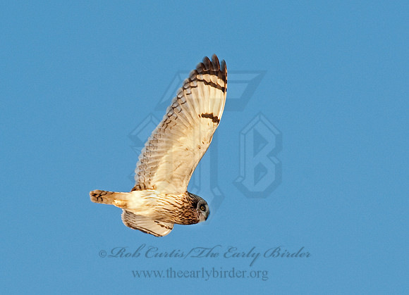 Asio flammeus  SHORT-EARED OWL 8024954