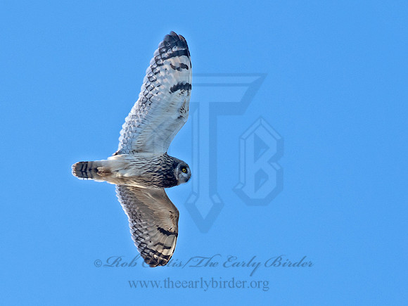 Asio flammeus  SHORT-EARED OWL 6037372