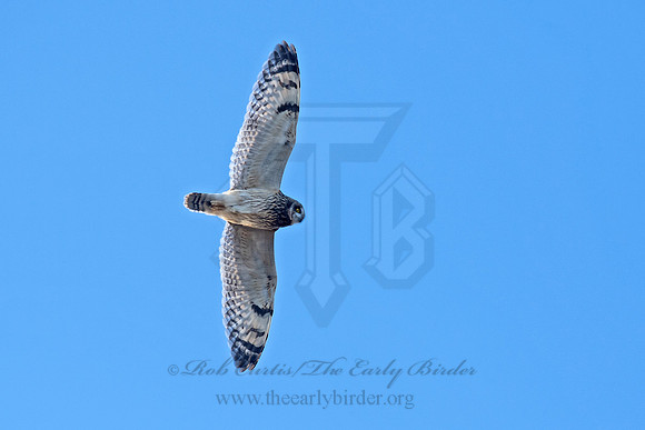 Asio flammeus  SHORT-EARED OWL 6037373