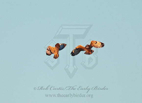 Asio flammeus  SHORT-EARED OWL 8027375