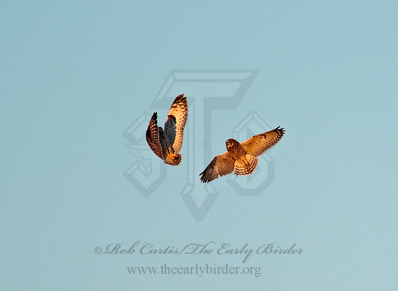 Asio flammeus  SHORT-EARED OWL 8027376
