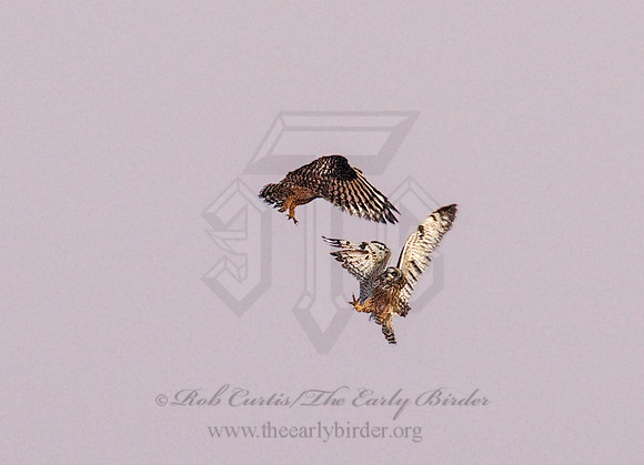 Asio flammeus  SHORT-EARED OWL 8027387 Short eared Owl