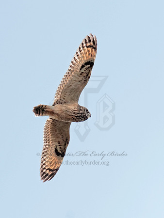 Asio flammeus  SHORT-EARED OWL 8029328
