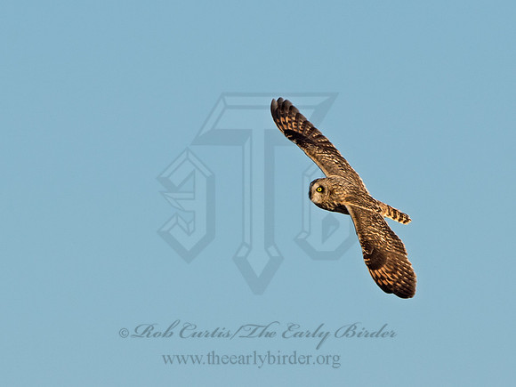 Asio flammeus  SHORT-EARED OWL 9036581