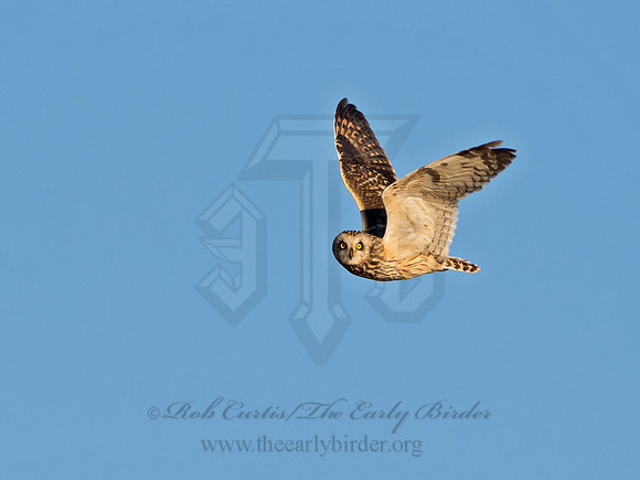 Asio flammeus  SHORT-EARED OWL 9036590