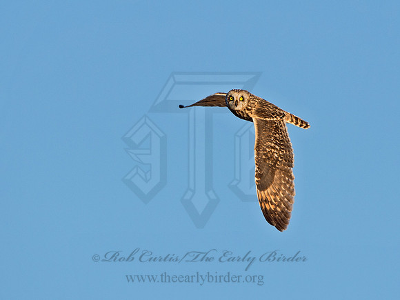 Asio flammeus  SHORT-EARED OWL 9036588