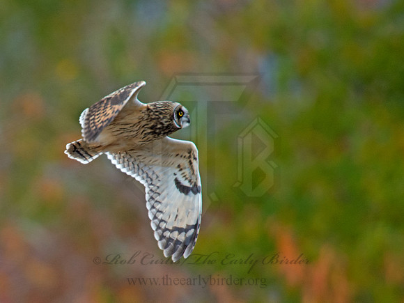 Asio flammeus  SHORT-EARED OWL 9005895