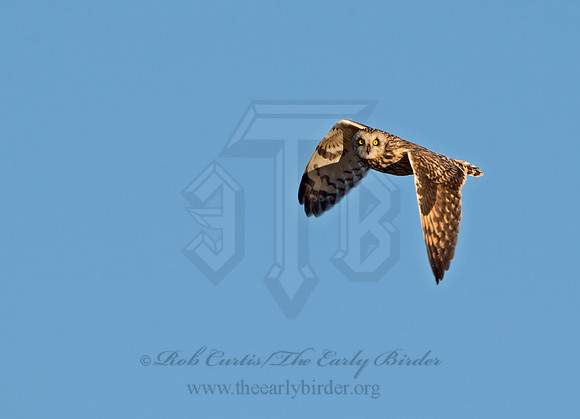 Asio flammeus  SHORT-EARED OWL 9036589