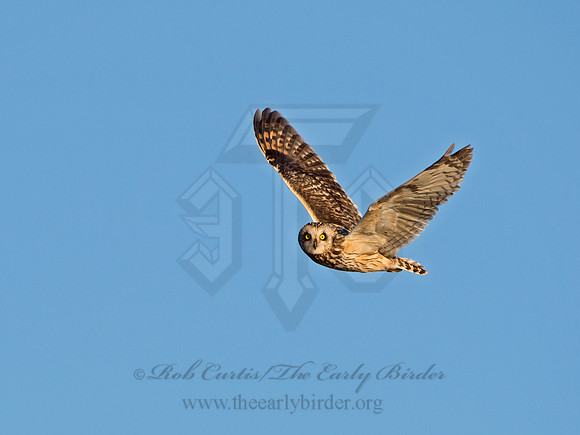 Asio flammeus  SHORT-EARED OWL 9036591