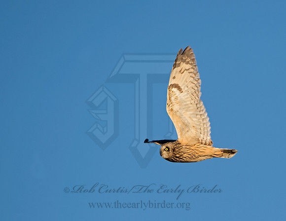 Asio flammeus  SHORT-EARED OWL 9036593