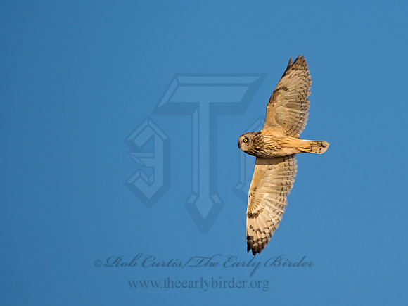 Asio flammeus  SHORT-EARED OWL 9036594