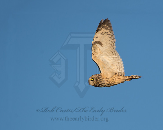 Asio flammeus  SHORT-EARED OWL 9036595