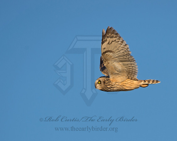 Asio flammeus  SHORT-EARED OWL 9036596