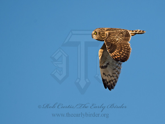 Asio flammeus  SHORT-EARED OWL 9036597