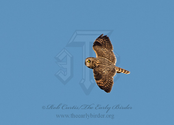Asio flammeus  SHORT-EARED OWL 9036606