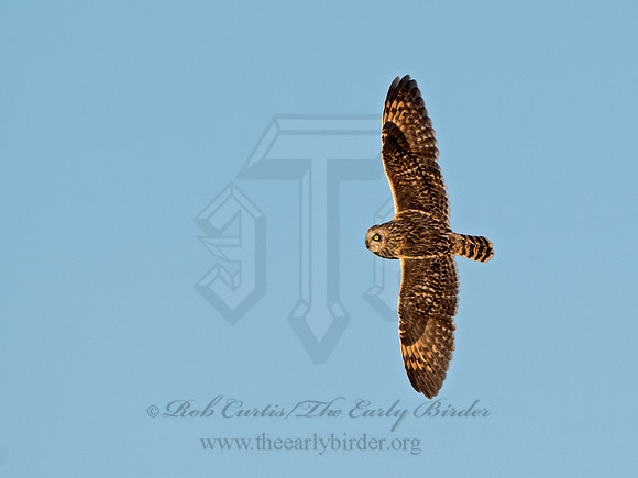 Asio flammeus  SHORT-EARED OWL 9036610