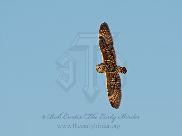 Asio flammeus  SHORT-EARED OWL 9036611