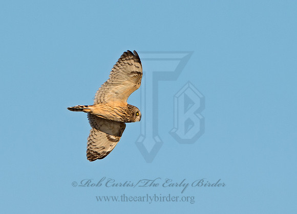 Asio flammeus  SHORT-EARED OWL 9036616