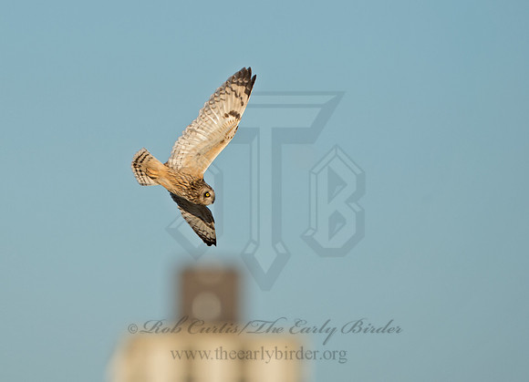 Asio flammeus  SHORT-EARED OWL 9036623